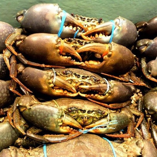 Live Darwin Mud Crab A Grade【SALE】