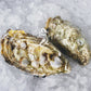 Live SA Pacific Oysters (Extra Large) (closed)