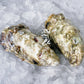Fresh SA Pacific Oysters (Extra Large) (Open)