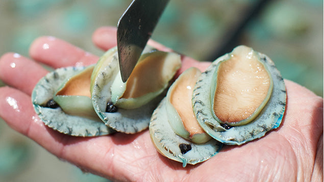 Live Baby Greenlip Abalone