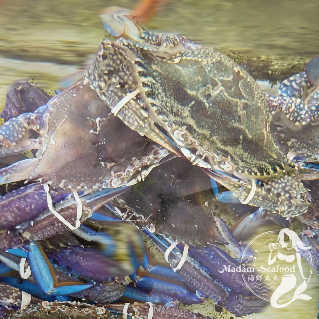 Live Southern Blue Swimmer